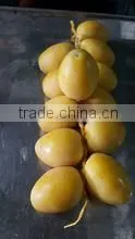 Fresh Egyptian Dates Saison 2016 photo-2