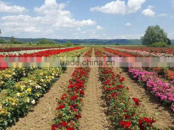 Rose Plants / Grafted Rose Plants