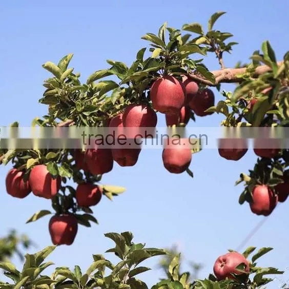 Pome Fruit Product Type and Fresh Style Red Delicious Apple Fresh Huaniu Apple photo-6