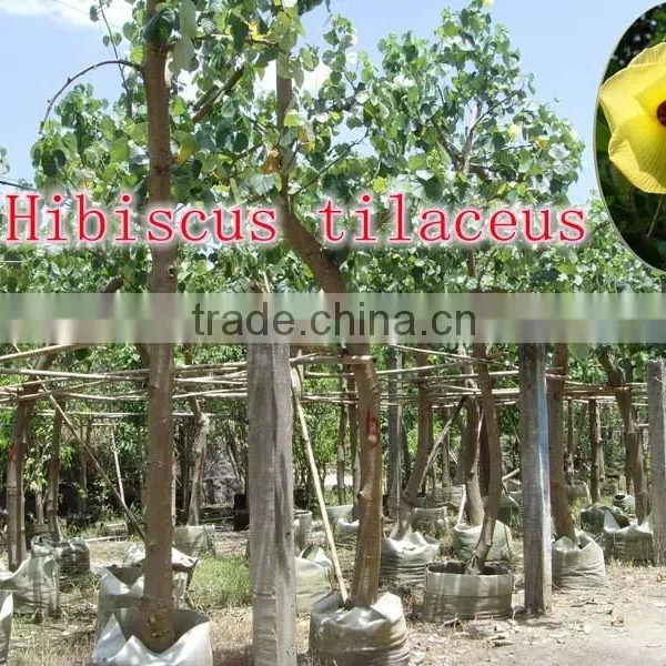 for Outdoor Landscaping Ornamental Bonsai Plants photo-5