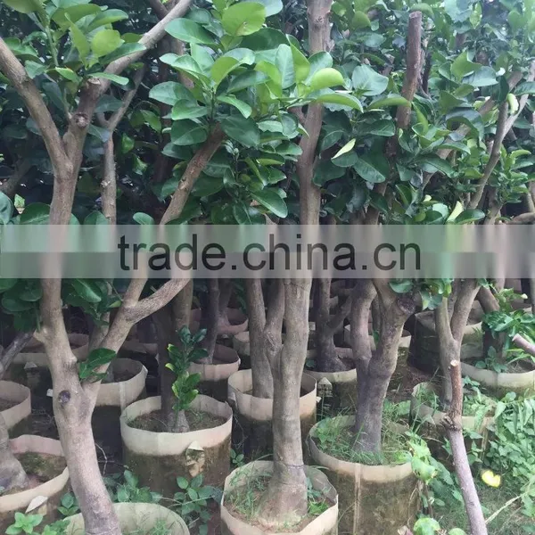 Pomelo Fruit Tree photo-6