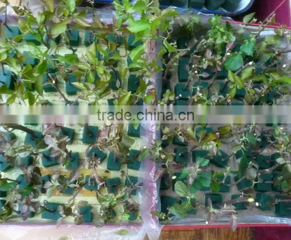 Cultivation Phenolic Resin Hydroponic Trays , Soil-free Trays With Holes photo-5