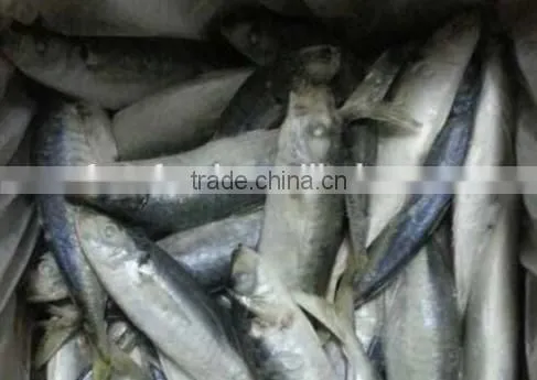 Horse Mackerel/Frozen Mackerel Fish