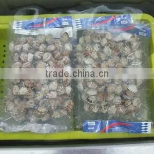 Choice Quality Frozen Vacuum Packed Cooked Short Necked Clam photo-2