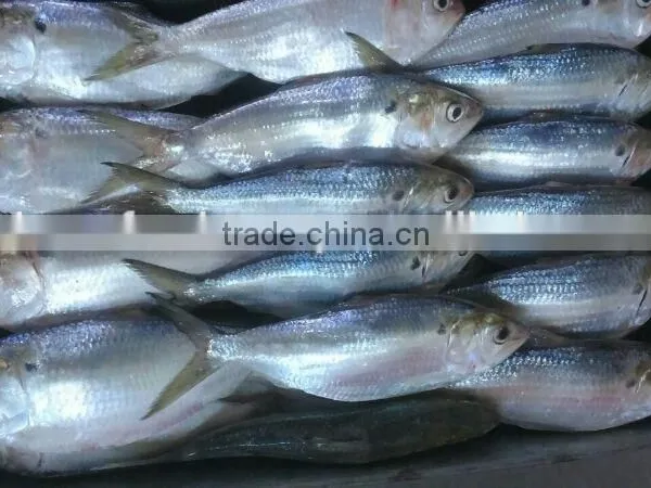 Frozen Sardine Fish