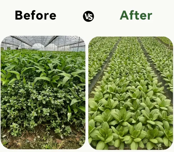 Premium Quality Weed Barrier Fabric for Agriculture and Landscaping Projects photo-4