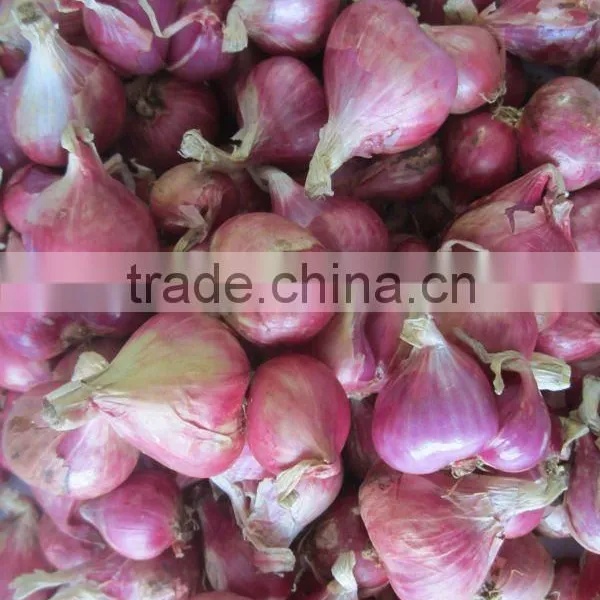 Fresh Red Onion