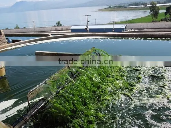 High Quality Natural Organic Spirulina Tablet photo-2