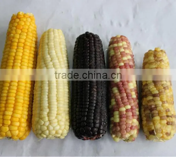 IQF Frozen Yellow Sweet Corn Kernels photo-6
