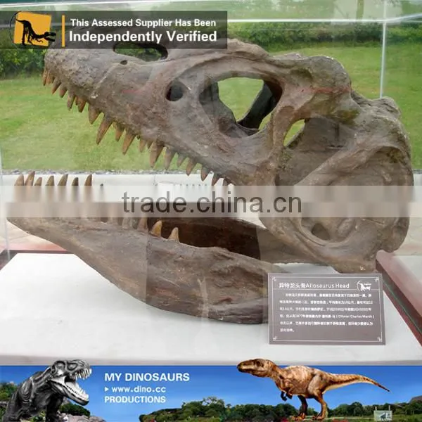 MY Dino-C085 Resin Dinosaur Head Skeleton photo-3