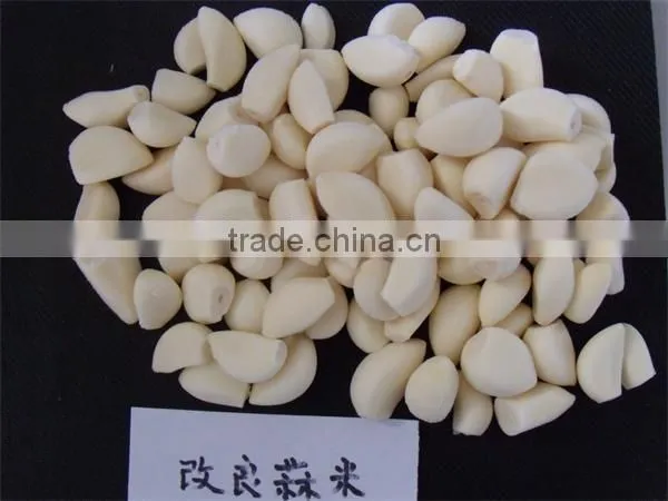 IQF Peeled Garlic for Sale / Frozen Garlic for Export photo-4
