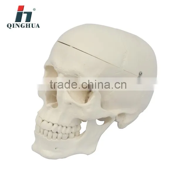 Model of Adult Skull