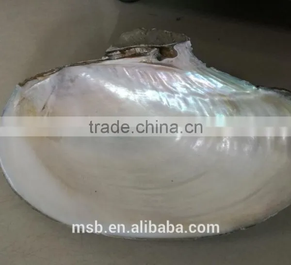 White Mother of Pearl Farmed Freshwater Raw River Shell photo-3