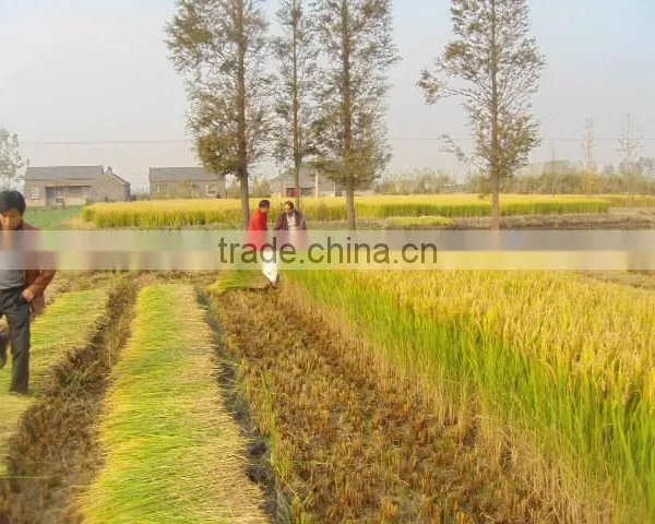 Mini Rice and Wheat Harvester Machine photo-3