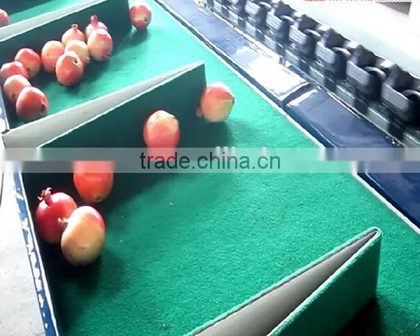 Tomato Grading Machine Sorter Grader photo-3