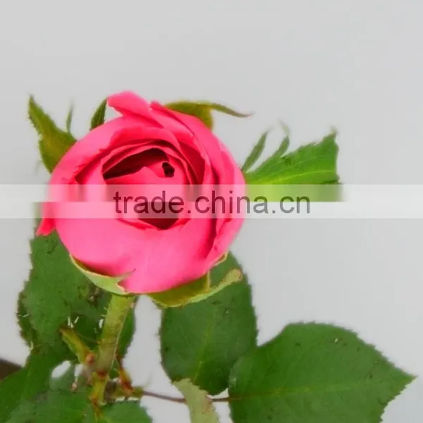Rose-wholesale Wedding Decorations Wholesale China Fresh Cut Pink Rose Flowers Rose for Sale photo-2