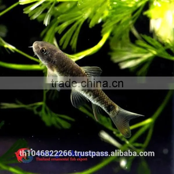 Garra Rufa / Doctor Fish for Sale and Export From Thailand photo-3