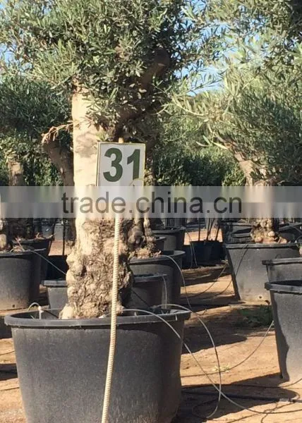 Olive Tree - Olea Europaea "Hojiblanca" photo-3