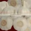 White Garlic,pure White Garlic