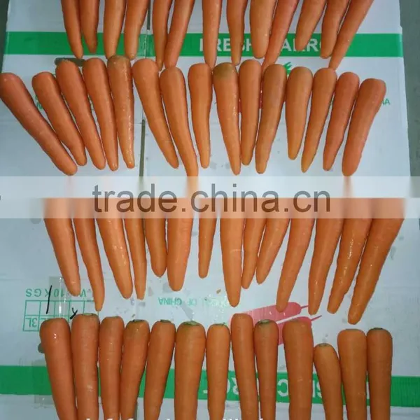 80-150G Fresh Carrot photo-2