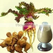 High Quality 100% Natural Maca Powder, Maca Extract, 10:1 Maca Root Powder photo-3