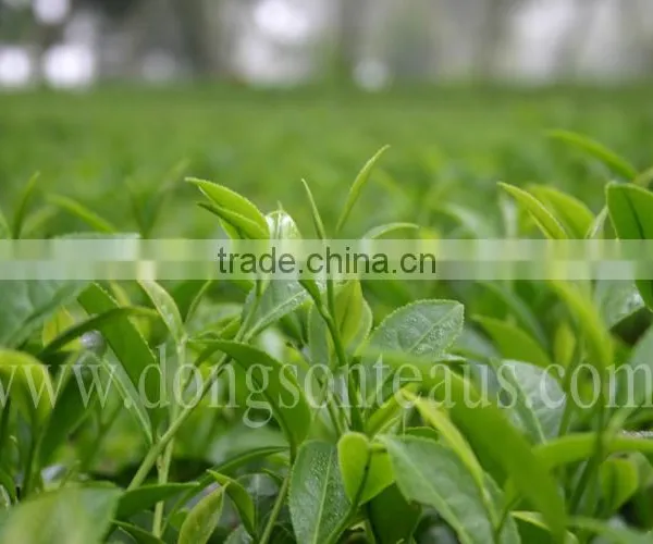 Vietnam High Quality Black Tea photo-3