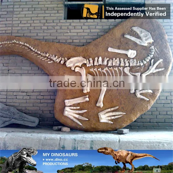 MY Dino-C089 Educational Animal Skeleton Specimen