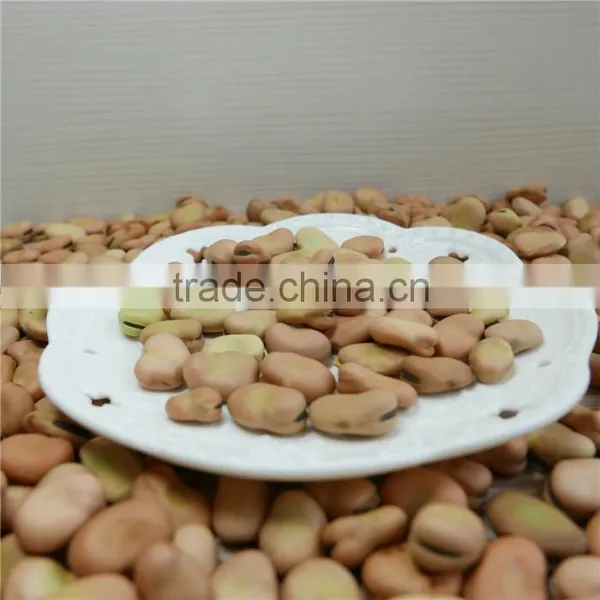 Broad Bean 2016 Crop Oil Bean High Quality photo-6