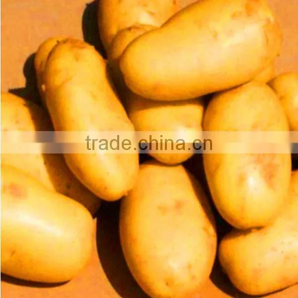 Fresh Potato Price per Ton