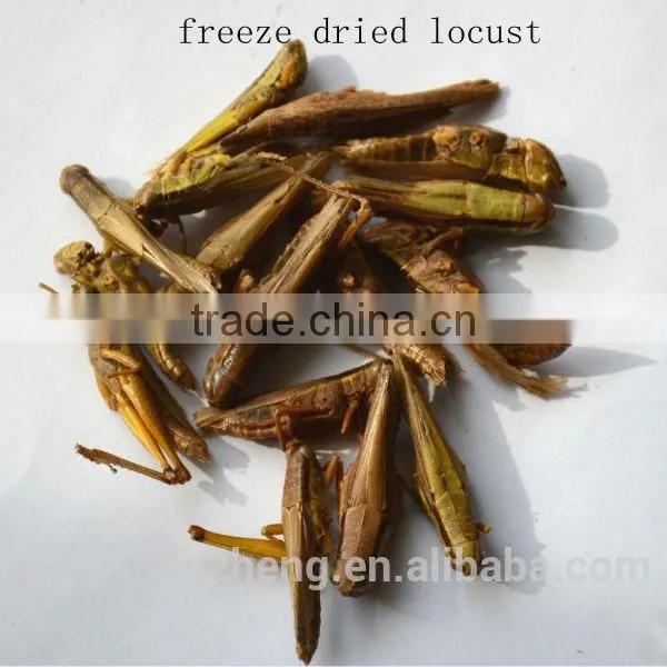 Pet Food Bird Food Dried Grasshoppers /Canned Locusts photo-2