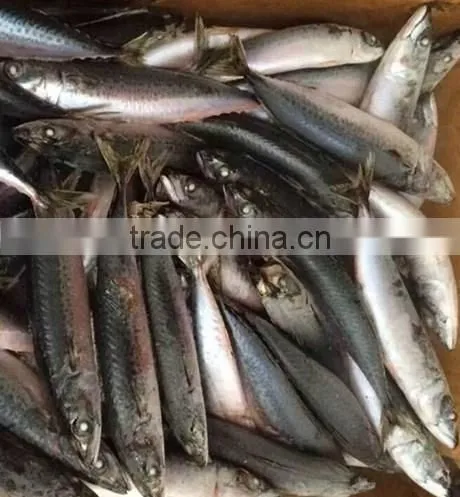 Delicious Bag Pack Frozen Sea Food Pacific Mackerel Fish photo-2