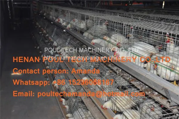 Thailand Poultry Farm A Type Battery Broiler Cage System & Hot Galvanized Cage With Automatic Manure Clean Machine for Farmer photo-2