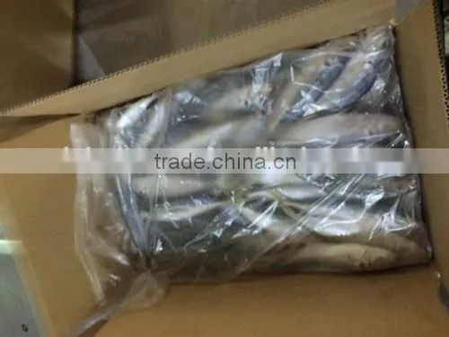 Frozen Mackerel Fish Equus Lacertus With Size 90 - 110 g / Pcs photo-4