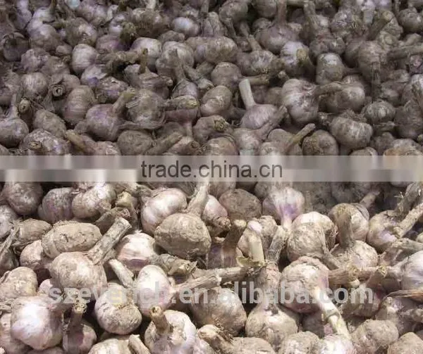 2016 NEW CROP CHINESE FRESH GARLIC ----PLACE OF ORIGIN,WE ARE FARMER photo-2