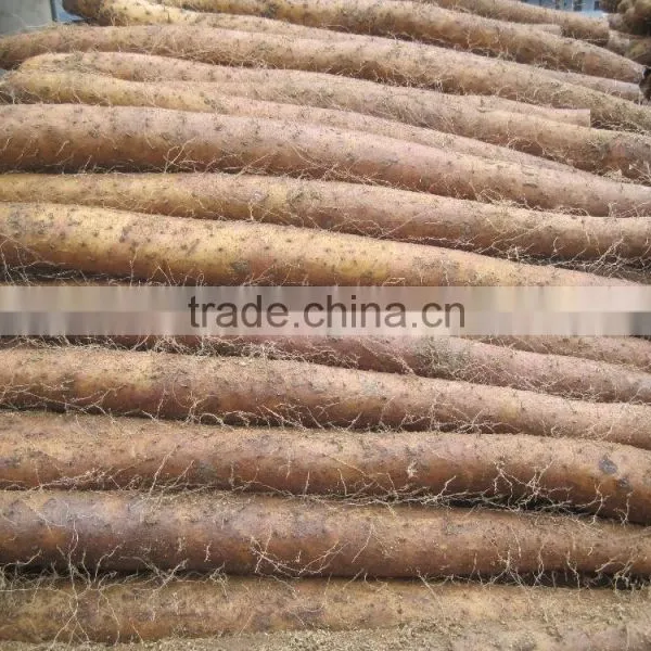 Vacuum Packing Fresh Yam photo-5