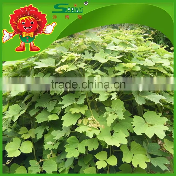 Supply High Quality Kudzu/kudzu Root/kudzu Root Powder photo-5