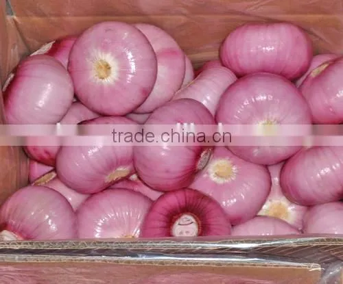 2015 Crop Lowest Price Fresh Red Onion photo-4