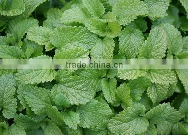 Lemon Balm (Melissa Officinalis) Essential Oil