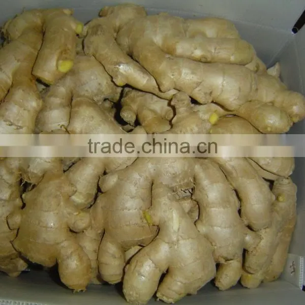 Chinese Fresh Ginger photo-5