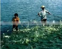 Modified Soya Lecithin for Cattle Feed Ingredients photo-2