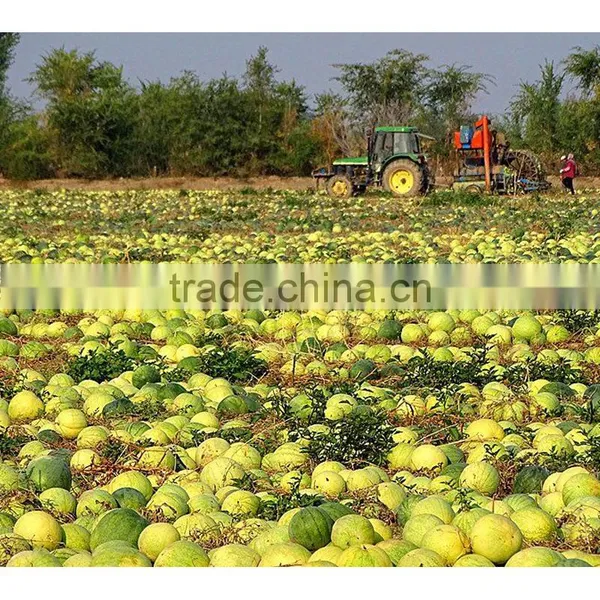 Chinese Best Price for Water Melon Seeds photo-2