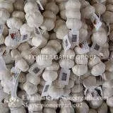 Chinese Fresh 5.5cm Normal White Garlic Small Packing In 10kg Box photo-4