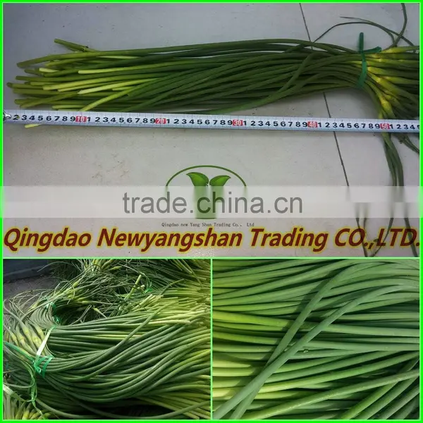 (NEW) Young Garlic Shoot From China