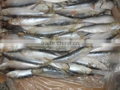 Frozen Sardine for Tuna Bait 140-200pcs photo-6