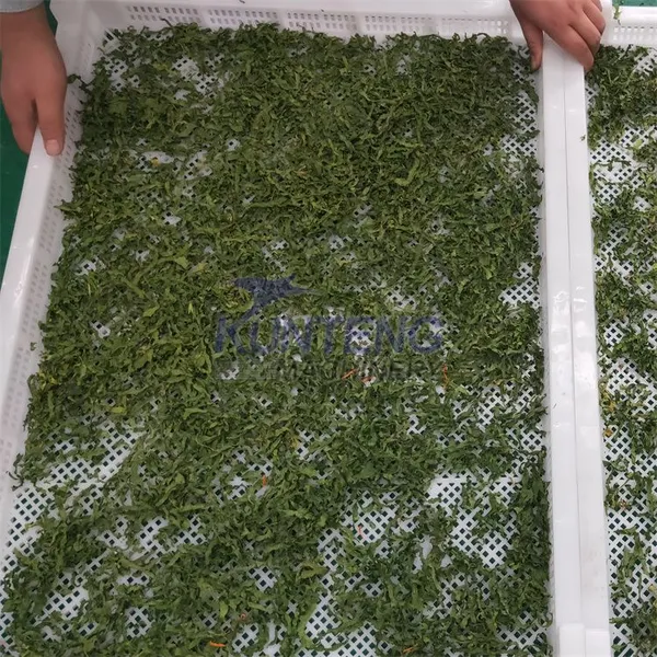 Seafood Chicken Manure Box Dryer Pumpkin Seed Fish Spinach Angelica Sinensis Dryer photo-3