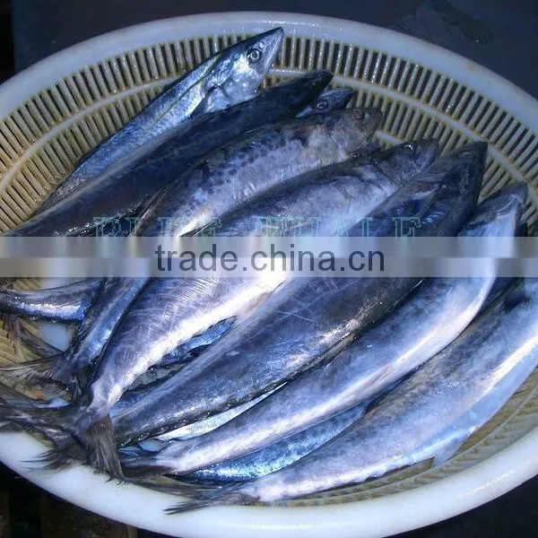 Frozen Spanish Mackerel Supplier photo-3
