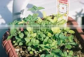 Oregano Oil (Origanum Vulgare) photo-4