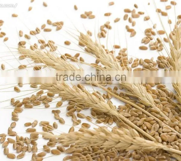 GMP Food Grade Wheat Germ Oil photo-2