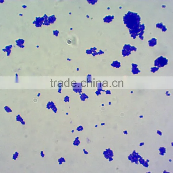 Microscopes Using Microscope Prepared Slides photo-2