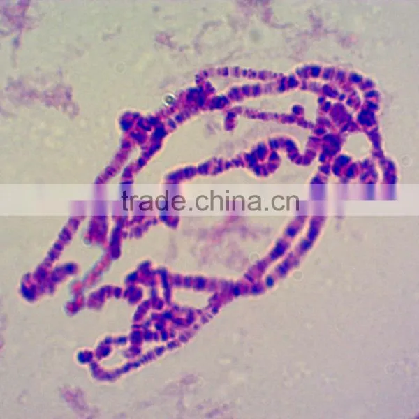 Educational Zoology Prepared Slides Prepared Slides for Microscopes